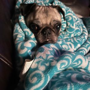 Meet your Posher, Judy